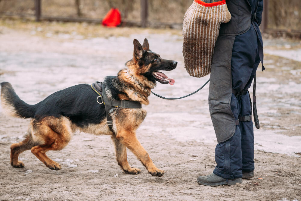 New York, Pet Sitting, Executive Protection Dogs For Sale | Prestige Protection Dogs