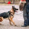 Executive Protection Dogs For Sale | Prestige Protection Dogs