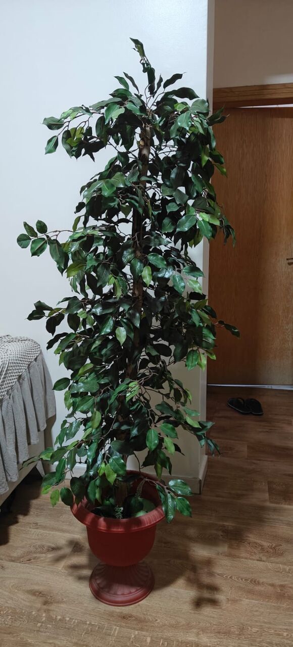 Al Malaz, Household Items, SAR 750,  Green Plant🌿, Kids Swing, Kitchen Table, Beautiful Side Sofa Table Etc
