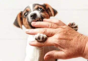 Dallas, Pet Sitting, Dog Training Dallas TX | Prestige K9