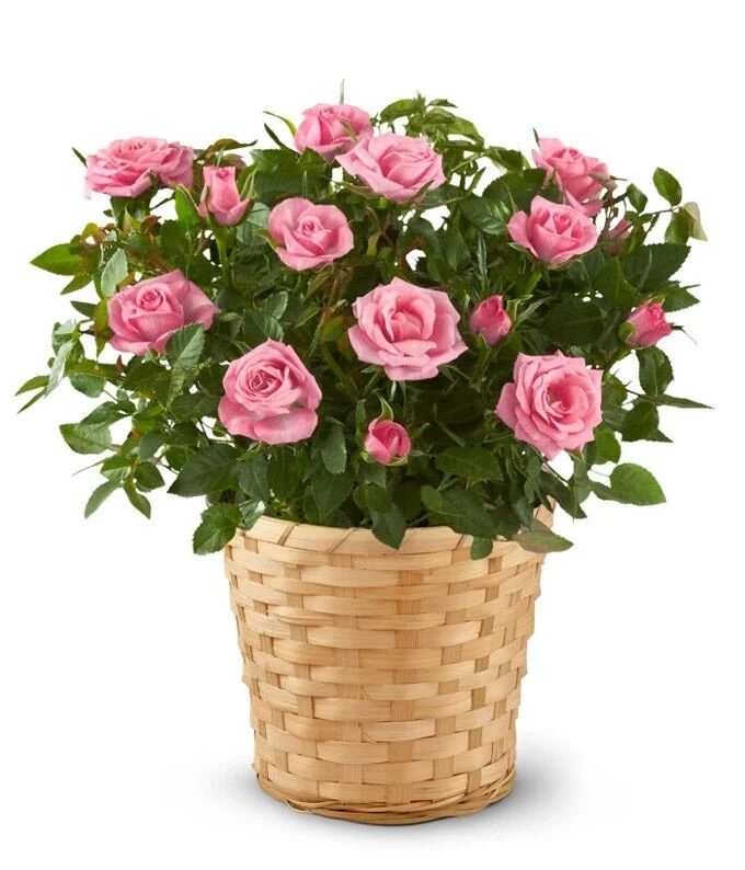 New York, Businesses For Sale, Flowers Carnations Delivery | Gifts And Petals Floral Charm
