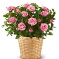 Flowers Carnations Delivery | Gifts And Petals Floral Charm