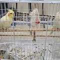 SAR 700, Breeding Pair Healthy Hand Tamed Lutino Cockatiels