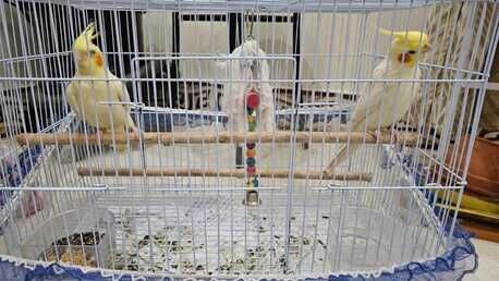 Jeddah, Pet Supplies, SAR 700,  Breeding Pair Healthy Hand Tamed Lutino Cockatiels