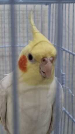 Jeddah, Pet Supplies, SAR 700,  Breeding Pair Healthy Hand Tamed Lutino Cockatiels