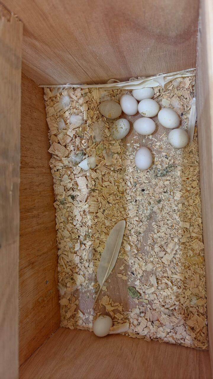 Jeddah, Pet Supplies, SAR 700,  Breeding Pair Healthy Hand Tamed Lutino Cockatiels