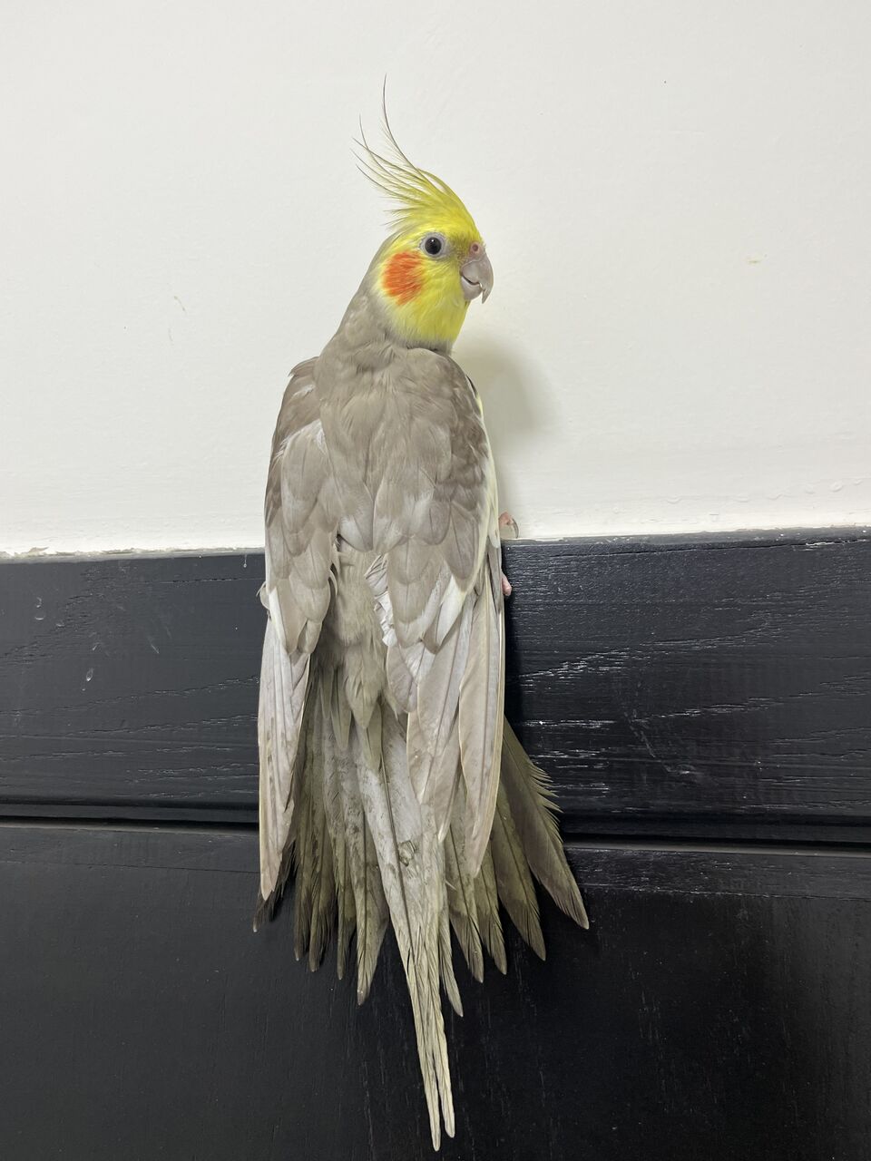 Khobar, Pet Supplies, SAR 300,  Beautiful, Well-Tamed & Singing Cinnamon Cockatiel For Sale