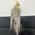 SAR 300,  Beautiful, Well-Tamed & Singing Cinnamon Cockatiel For Sale
