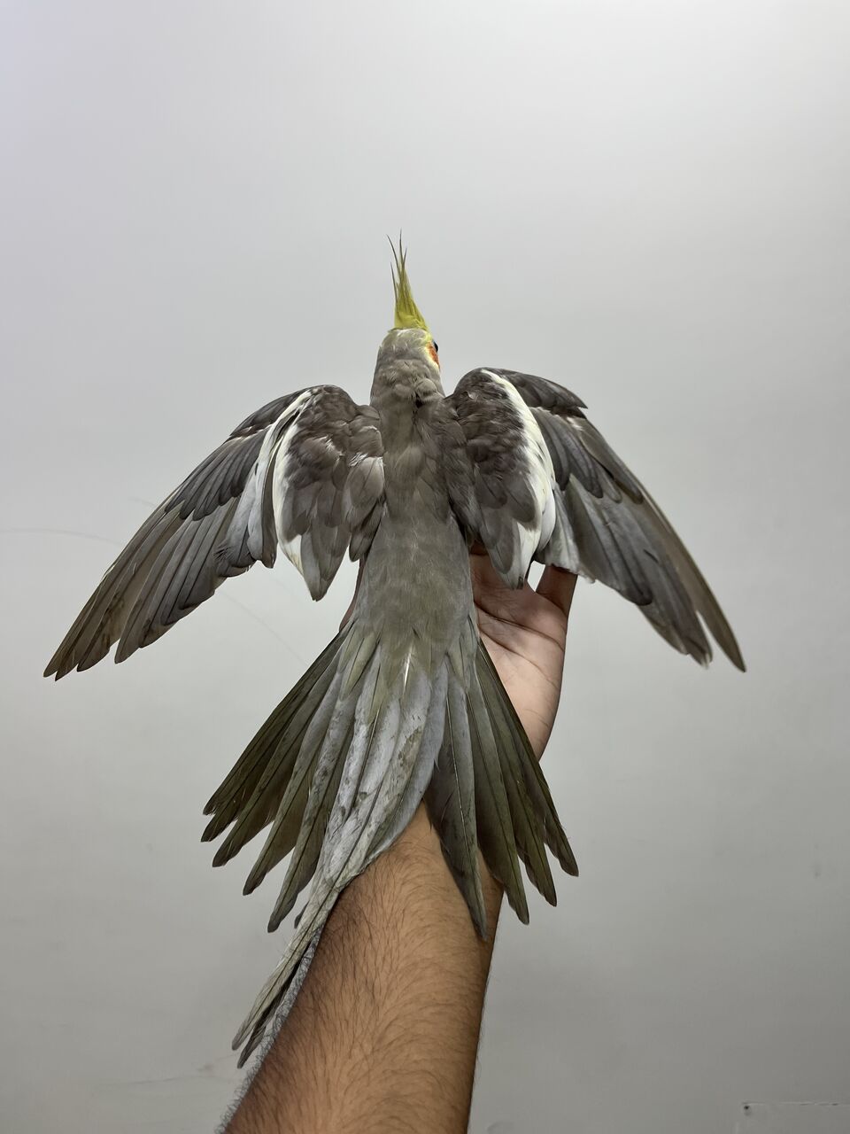 Khobar, Pet Supplies, SAR 300,  Beautiful, Well-Tamed & Singing Cinnamon Cockatiel For Sale