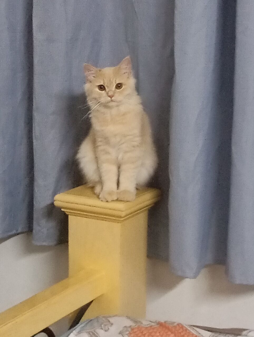 East Riffa, Free Items, Free Persian Kittens