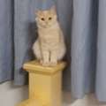 Free Persian Kittens
