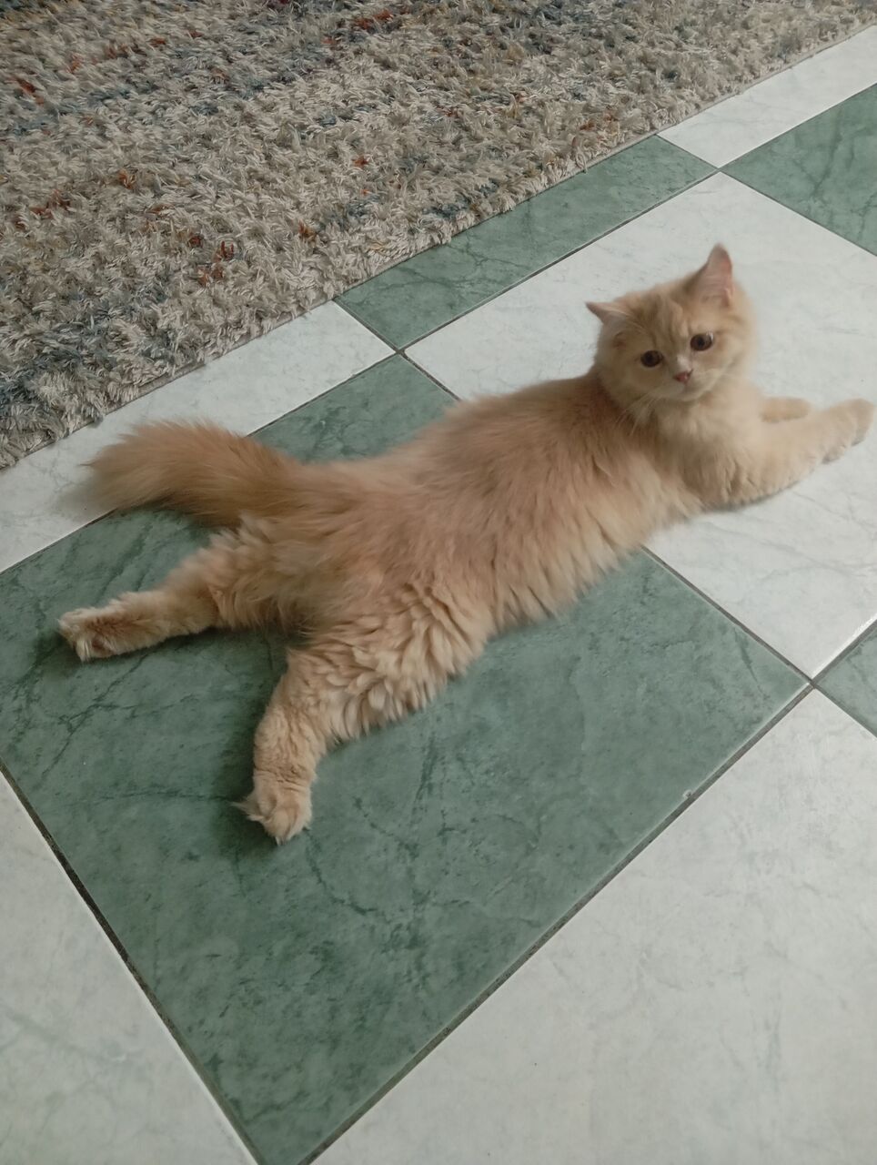 East Riffa, Free Items, Free Persian Kittens