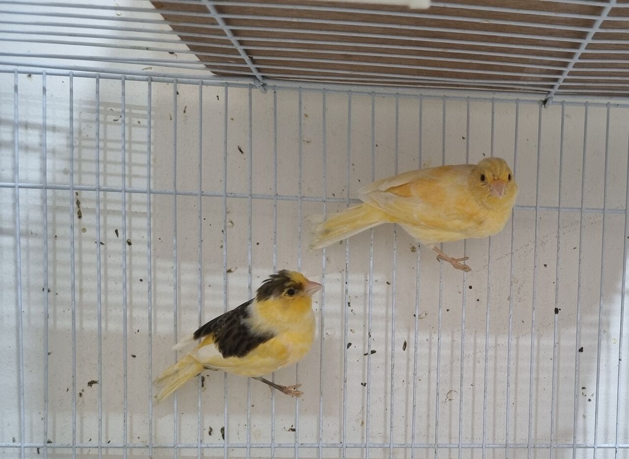 Al Khobar Al Shamalia, Pet Supplies, SAR 200,  Healthy Singing Canary Bird With Spacious Cage And Accessories For Sale