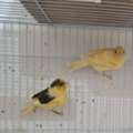 SAR 200,  Healthy Singing Canary Bird With Spacious Cage And Accessories For Sale