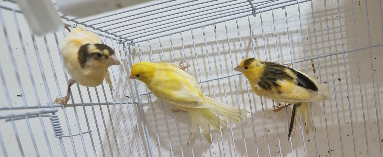 Al Khobar Al Shamalia, Pet Supplies, SAR 200,  Healthy Singing Canary Bird With Spacious Cage And Accessories For Sale