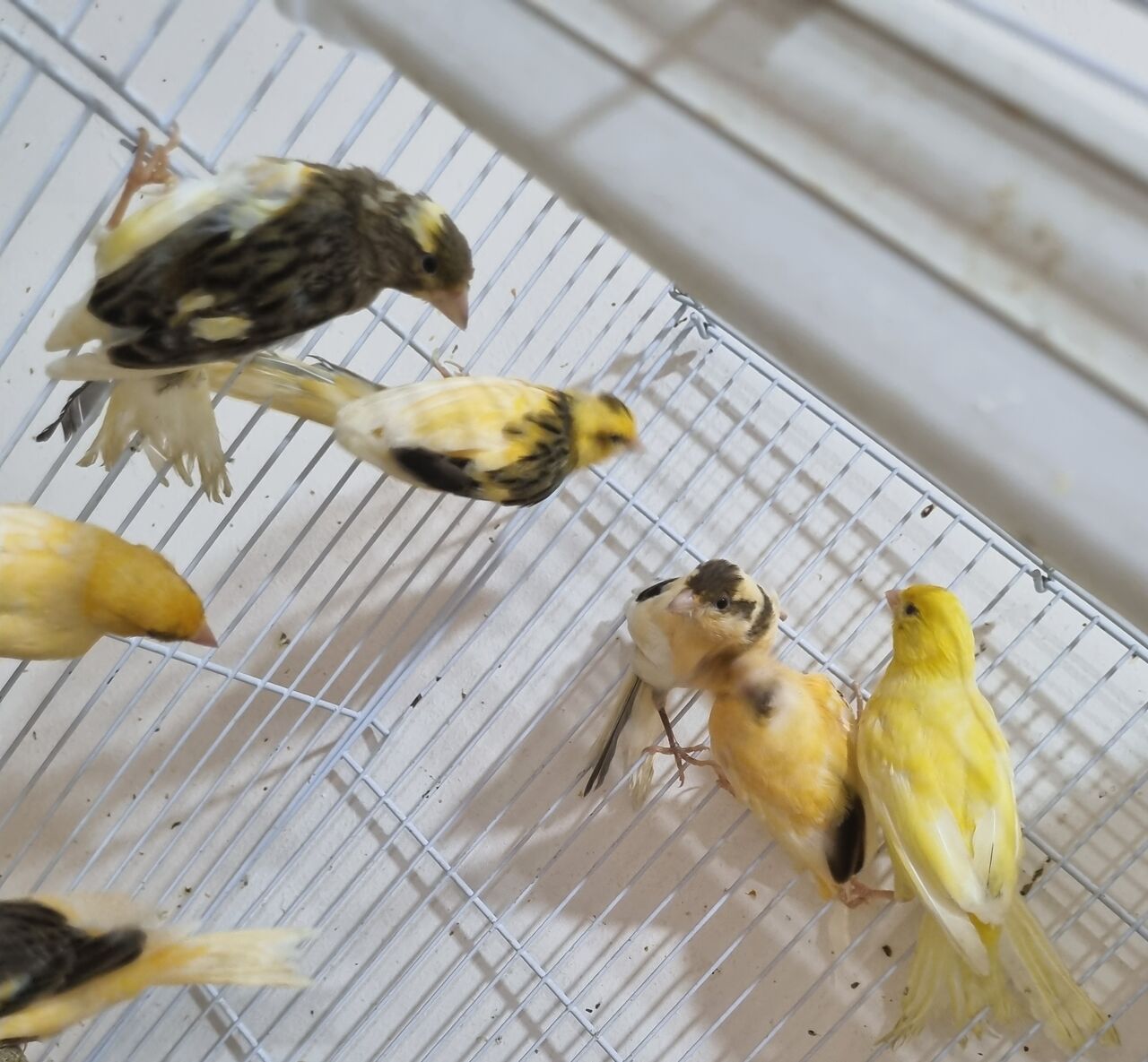 Al Khobar Al Shamalia, Pet Supplies, SAR 200,  Healthy Singing Canary Bird With Spacious Cage And Accessories For Sale
