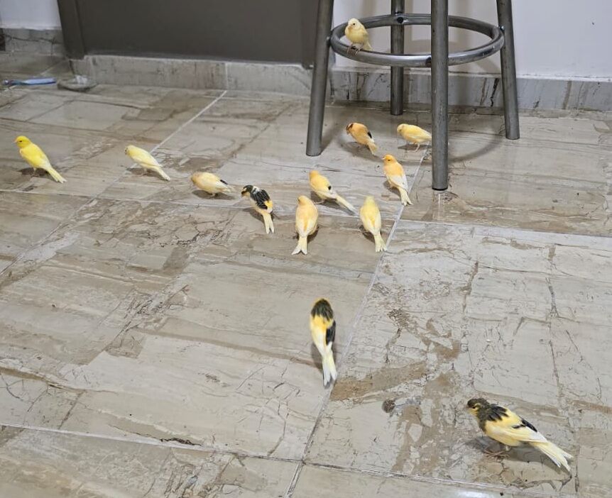 Al Khobar Al Shamalia, Pet Supplies, SAR 200,  Healthy Singing Canary Bird With Spacious Cage And Accessories For Sale