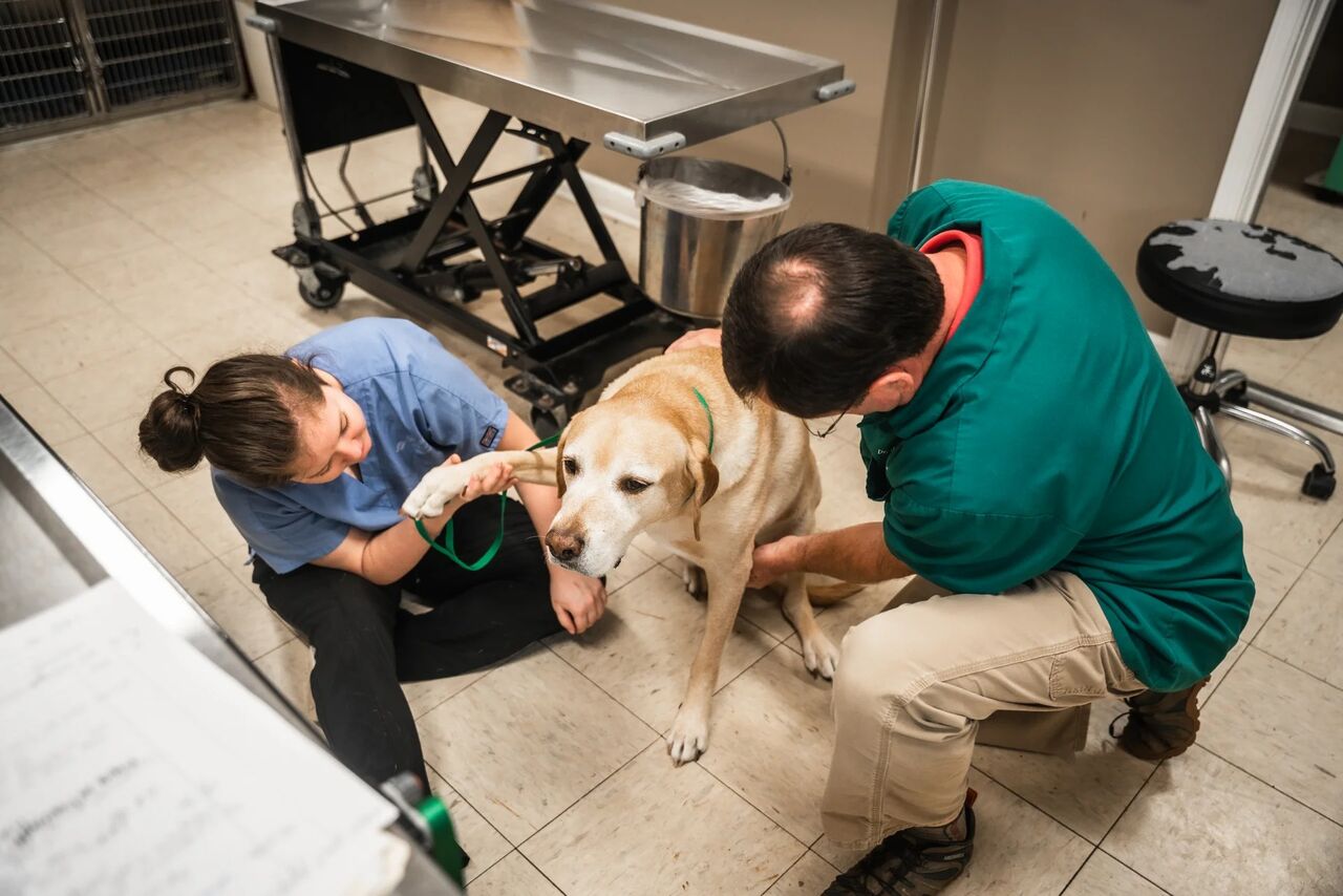 New York, Health, Memorial Drive Veterinary Clinic