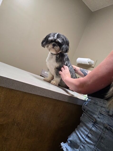 New York, Health, Memorial Drive Veterinary Clinic