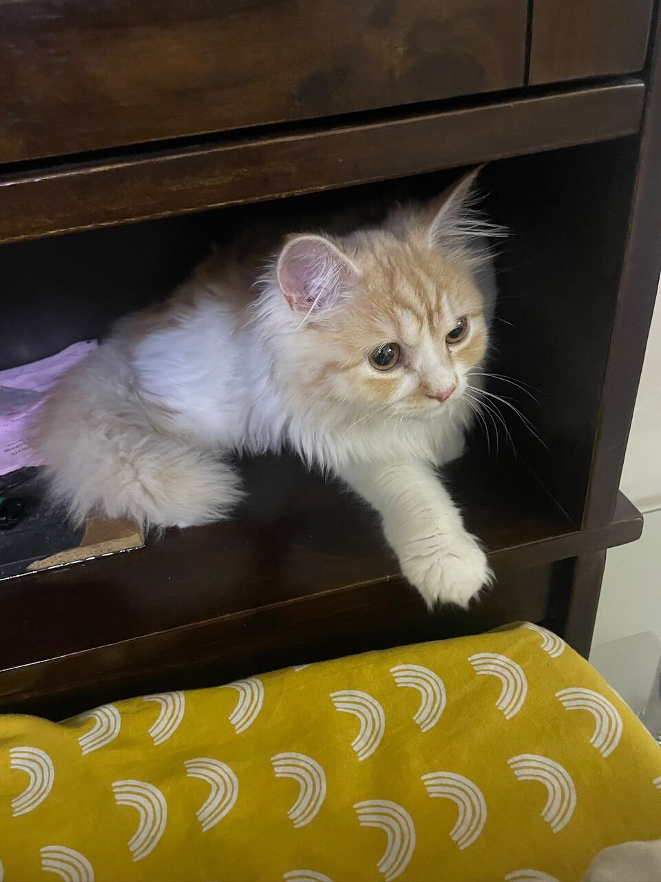 East Riffa, Pet Adoption, Cat For Adoption