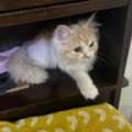 Cat For Adoption