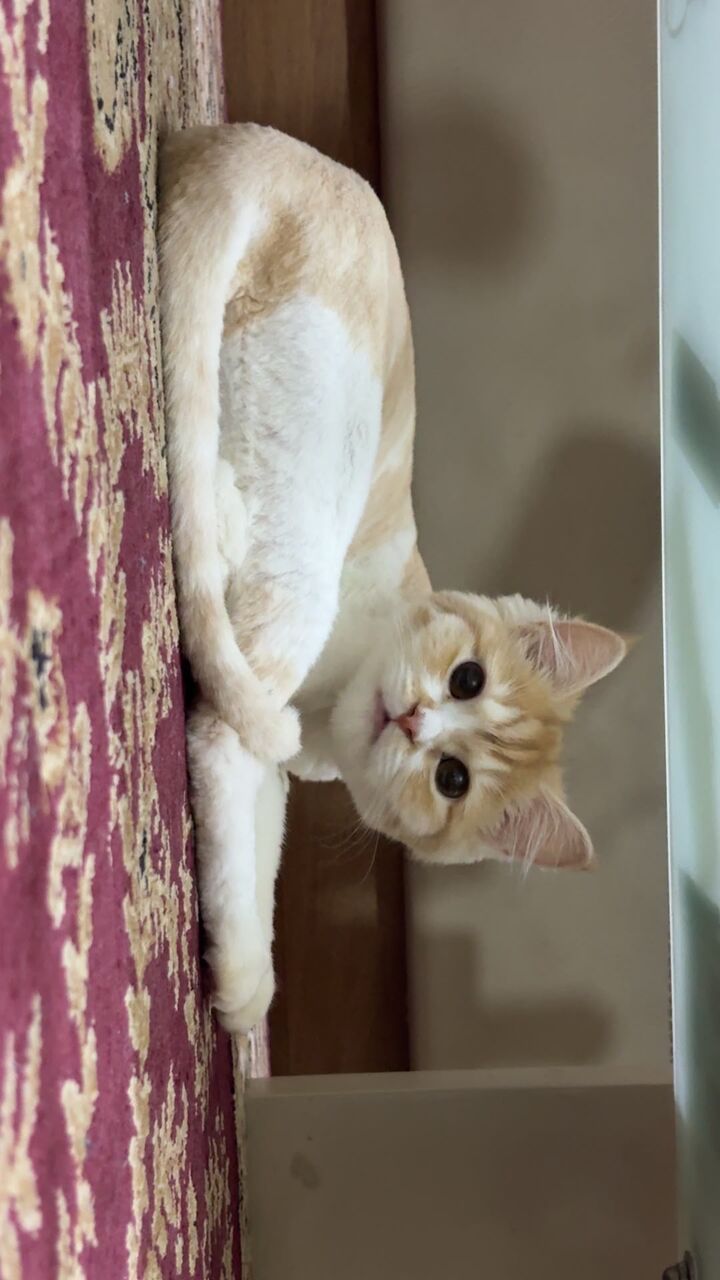 East Riffa, Pet Adoption, Cat For Adoption