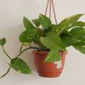 SAR 10,  Money Plant And House Hold Items