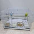 SAR 300,  Budgies