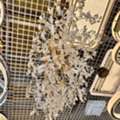 SAR 600,  Brand-new Dining Table Chandelier (Jhumar)