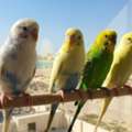 BHD 6,  2 Pairs Of Budgies For Sale!