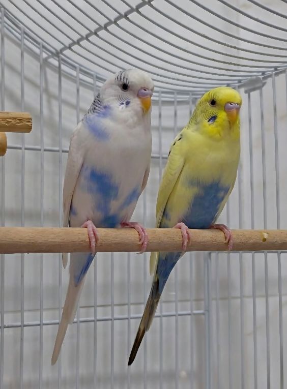 Hidd, Pet Supplies, BHD 6,  2 Pairs Of Budgies For Sale!