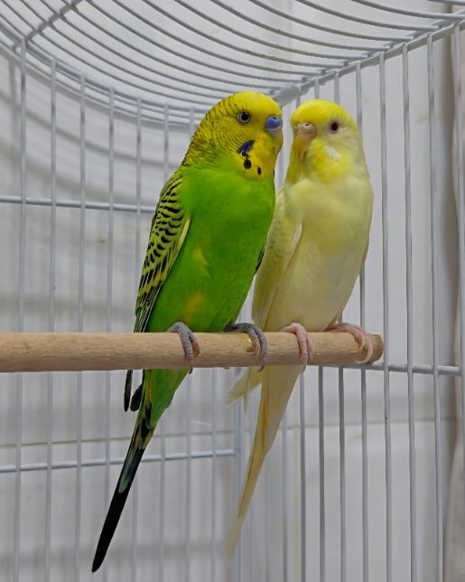 Hidd, Pet Supplies, BHD 6,  2 Pairs Of Budgies For Sale!
