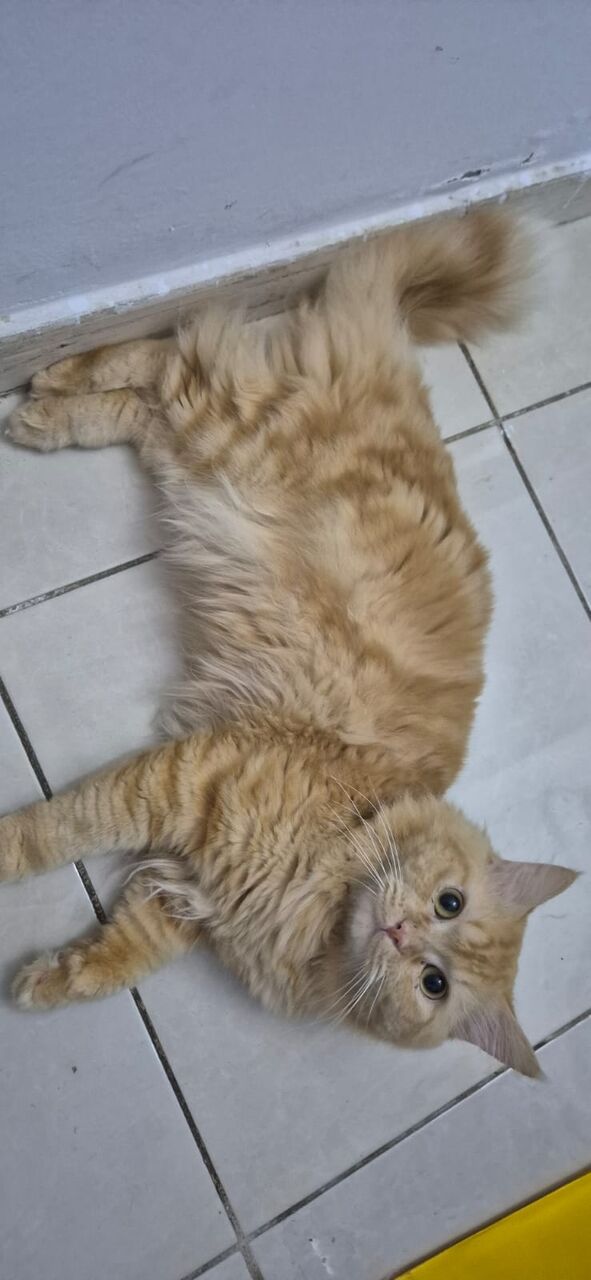 Jeddah, Pet Supplies, Persion Male Cats For Adoption - FREE