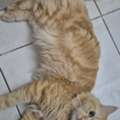 Persion Male Cats For Adoption - FREE