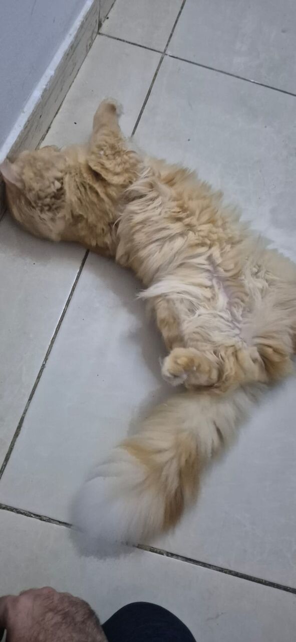 Jeddah, Pet Supplies, Persion Male Cats For Adoption - FREE