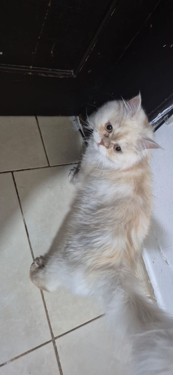 Jeddah, Pet Supplies, Persion Male Cats For Adoption - FREE