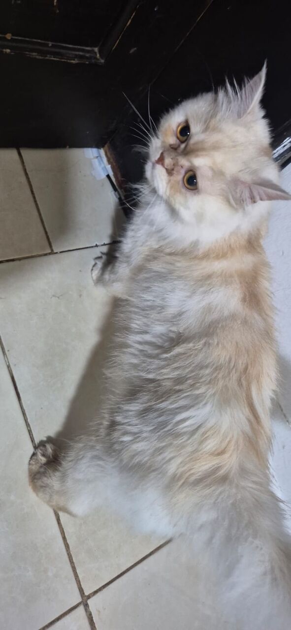 Jeddah, Pet Supplies, Persion Male Cats For Adoption - FREE