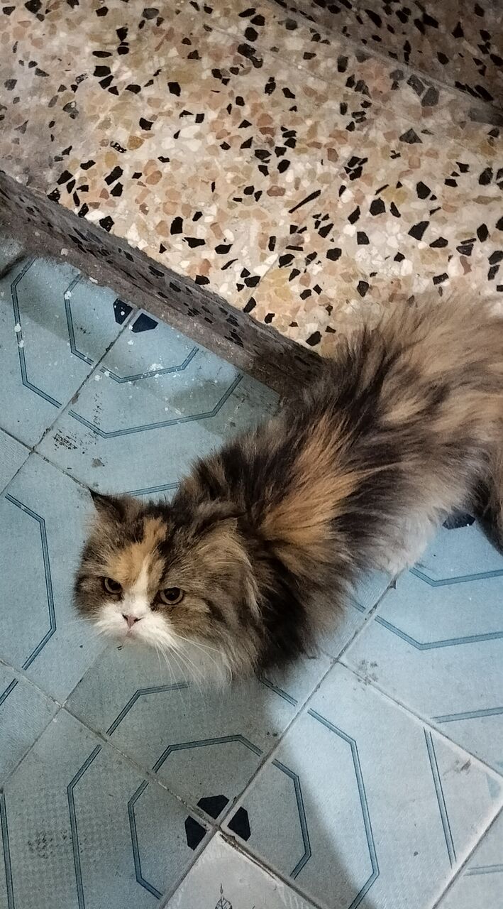 Sitra, Lost & Found, Cat Found In Sitra