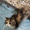 Cat Found In Sitra