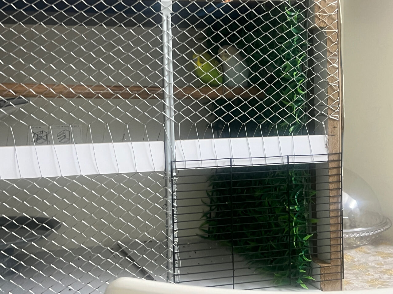 Riyadh, Pet Supplies, SAR 120,  Budgies Pair With Large Premium Cage For Sale 🐦❤️