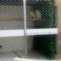 SAR 120,  Budgies Pair With Large Premium Cage For Sale 🐦❤️