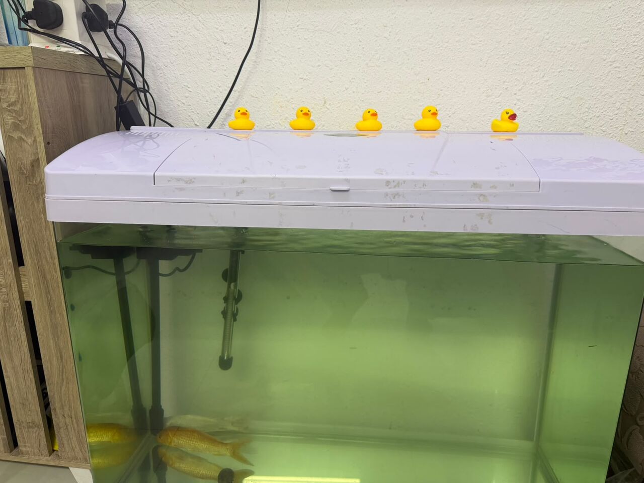 Khobar, Pet Supplies, SAR 550,  Fish Aquarium Is Available For Sale