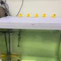 SAR 550,  Fish Aquarium Is Available For Sale