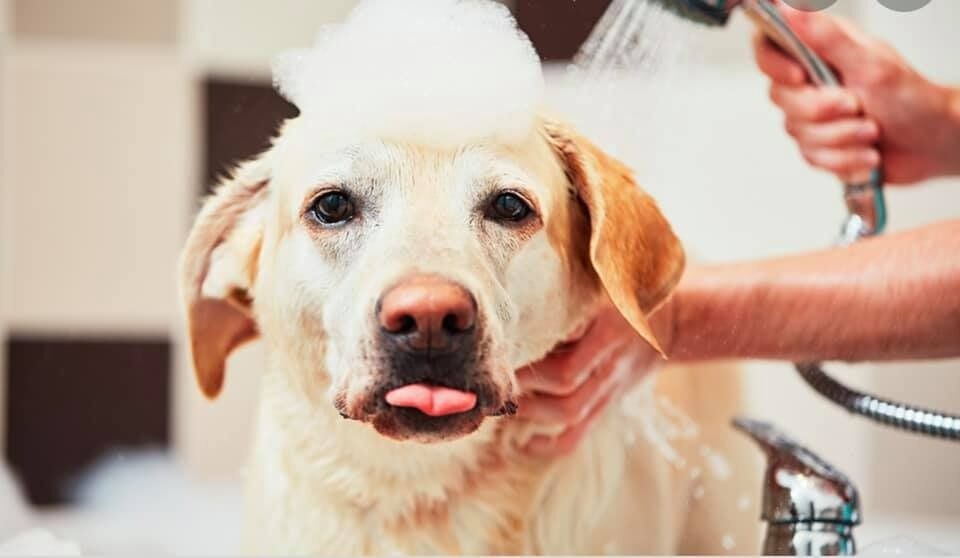 New York, Pet Sitting, Book An Appointment At The Best Vet Clinic In Water Valley MS
