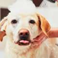 Book An Appointment At The Best Vet Clinic In Water Valley MS