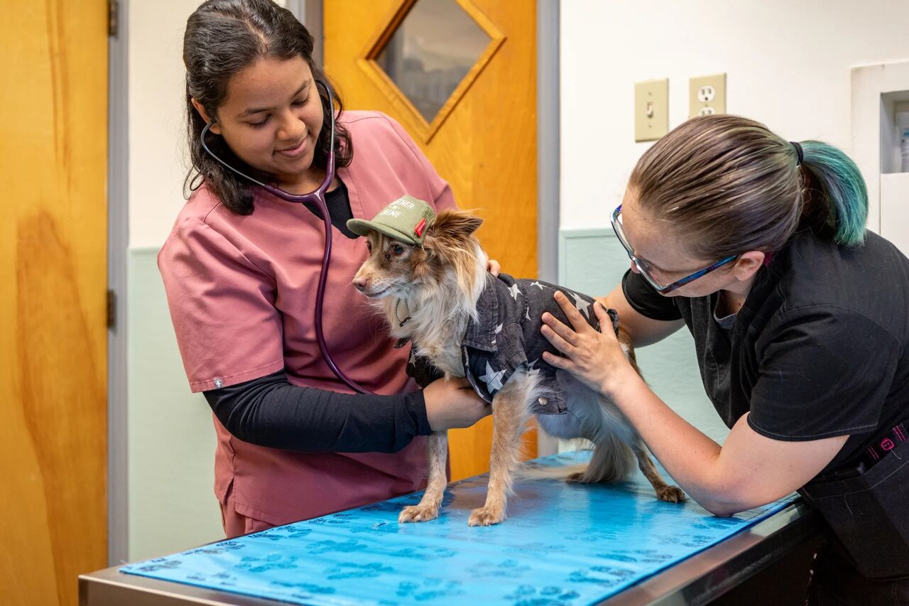 New York, Pet Sitting, Campus Veterinary Clinic