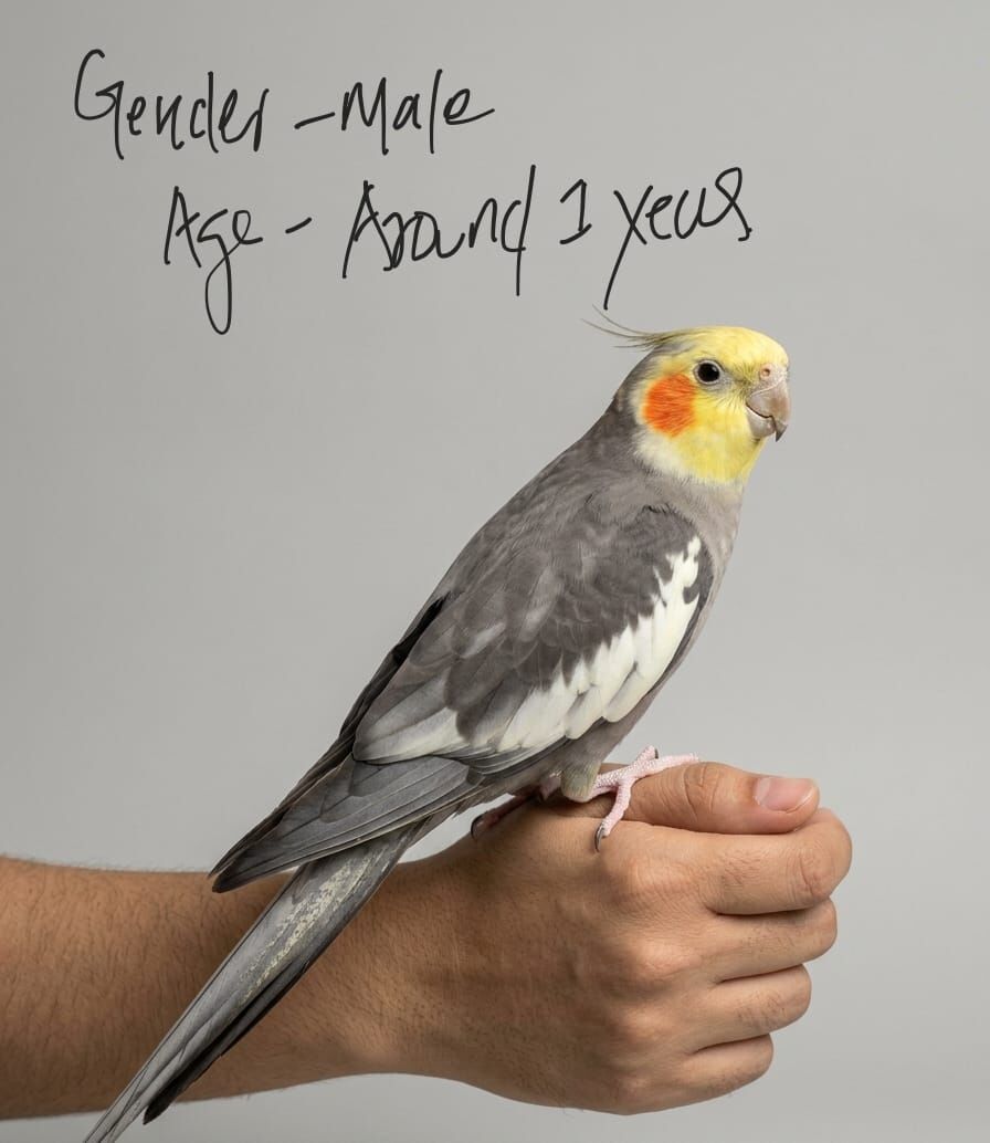 Jeddah, Pet Supplies, SAR 250,  COCKATIEL FOR SALE