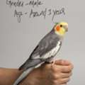 SAR 250,  COCKATIEL FOR SALE