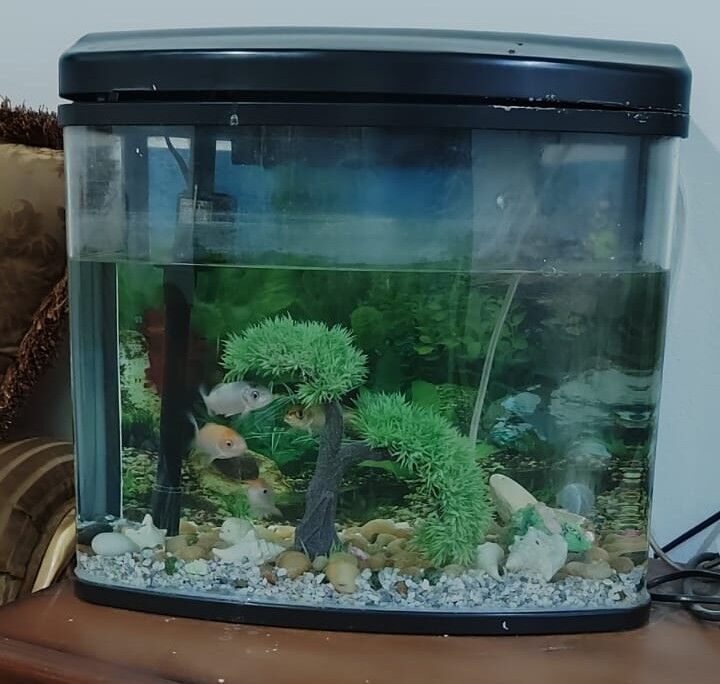 Sulai, Furniture, SAR 15,  Furniture, TV Cabinet, Gas Cyinder, House Hold Items, Aquarium And Plants