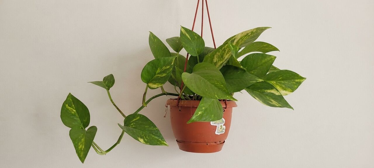 Sulai, Furniture, SAR 15,  Furniture, TV Cabinet, Gas Cyinder, House Hold Items, Aquarium And Plants